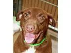 Adopt Adalyn a Labrador Retriever