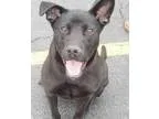 Adopt Abby a Labrador Retriever