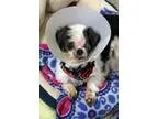 Adopt Pierce a Black Shih Tzu  Mixed dog in Ann Arbor MI (155087