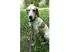 Adopt Gordie a White - with Tan Yellow or Fawn Pointer  Hound (U