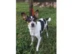 Adopt Jewel a Tricolor (TanBrown and Black and White) Toy Fox Te