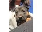 Adopt Matty a Shepherd Rottweiler