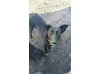 Adopt Roxy a German Shepherd Dog Black Labrador Retriever