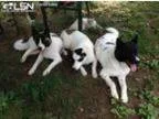 Adopt DOGS LOST - HILHAM TN a Akita