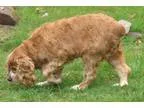 Adopt Lady (FAMILY DOG) a Cocker Spaniel  Mixed dog in Blakeslee