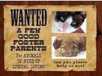 Adopt NEED FOSTERS a Golden Retriever