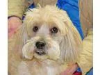 Adopt Paulie a Poodle