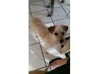 Adopt Lisa a Terrier