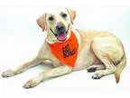 Adopt Prison dog 958 Jake a Labrador Retriever