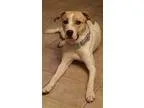 Adopt Koda a White - with Tan Yellow or Fawn Hound (Unknown Type
