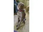 Adopt Bella a Weimaraner