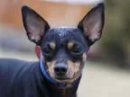 Adopt TIT-BOUT a Black - with Tan Yellow or Fawn Miniature Pinsc