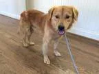 Adopt Scotch a Golden Retriever
