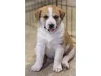Adopt Crocus Flower a Husky Shepherd