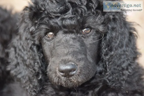 Black Standard Poodle Puppy For Sale (Female)