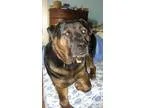 Adopt Hobart a Rottweiler Shar Pei