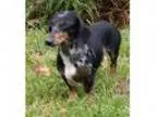 Adopt Charlie Chateau a Dachshund