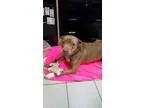 Adopt Felix a RedGoldenOrangeCh estnut - with White Pit Bull Ter