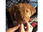 Adopt Ichabod a Golden Retriever Hound