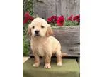 Ydrtnjsx Golden Retriever Puppies for sale