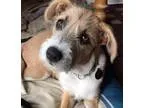 Adopt Neutron - Adopted a Shepherd (Unknown Type)  Terrier (Unkn