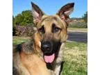 Adopt Shae a German Shepherd Dog