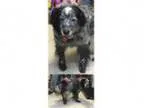 Adopt Haddie a Australian Shepherd