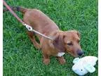 June - Female Australian Cattle DogShepherd (Unknown Type)