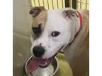 Adopt Boston a White American Pit Bull Terrier  Mixed dog in Wic