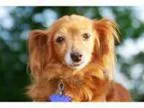 Adopt Molly a Dachshund