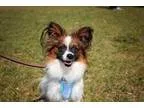 Adopt Quinton a Papillon