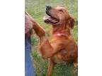 Adopt Melodia a Golden Retriever
