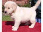 Pure Breed MF Golden Retrievers puppies for sale