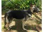 Adopt Kilo a German Shepherd Dog  Mixed dog in Riverview FL (155