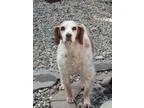 Adopt WAIDCody a Brittany Spaniel