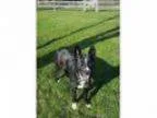 Adopt Chase ADOPTED a Border Collie