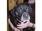 Adopt Blackie a Pug