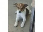 HONEY - Female Staffordshire Bull Terrier Mix