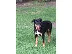 Adopt A372244- Austin a Rottweiler