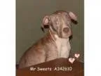 Adopt Bucky a Rat Terrier