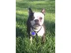 Adopt Booker a Brindle - with White Boston Terrier  Mixed dog in