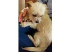 Adopt Tulip a TanYellowFawn Brussels Griffon  Cairn Terrier  Mix