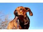 Adopt Murphy a Dachshund