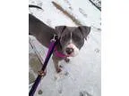 Adopt Krewe a Pit Bull Terrier  Mixed dog in St. Louis MO (14940