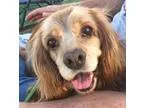 Adopt Bronnie a RedGoldenOrangeCh estnut Cocker Spaniel  Mixed d