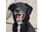 Adopt Obi 28lbs of cuteness a Black Australian Shepherd  Retriev