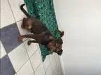 Adopt Lily a BrownChocolate - with Tan Rottweiler  Mixed dog in 