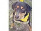 Robert - Male Retriever (Unknown Type)American Staffordshire Ter