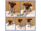 Adopt Buck a Australian Cattle Dog (Blue Heeler) Boxer