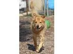 Adopt Scrappy a Golden Retriever